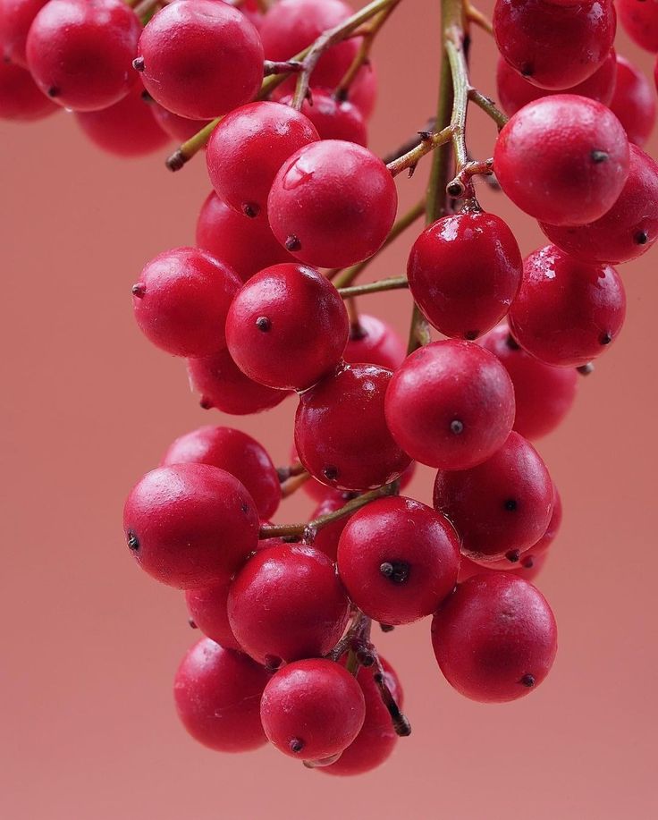 Pink Pepper