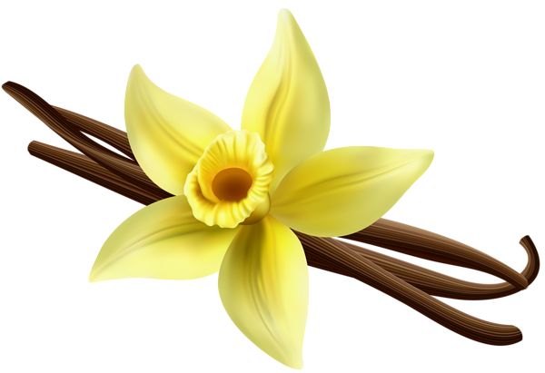 Vanilla